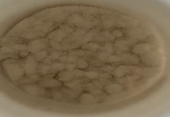 Appearance image for 2-Chloro-6-methyl-3-quinolinemethanol